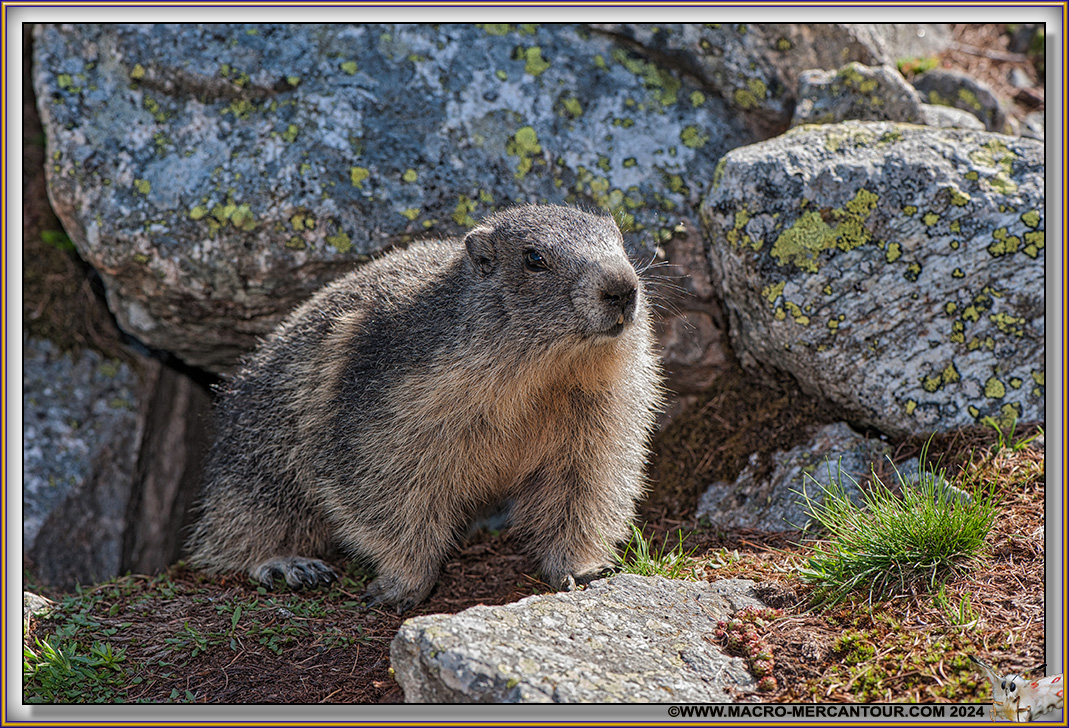 MARMOTTES